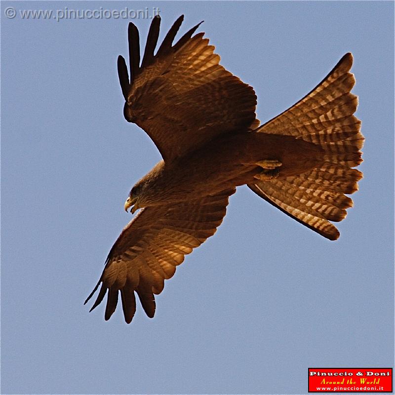 Ethiopia - 398 - Eagle.jpg